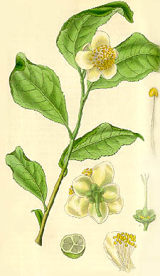 Green Tea