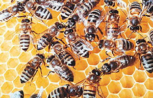 Honey comb. Manuka honey for treatment of gum disease.