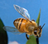 Honeybee. Honey for gum disease?